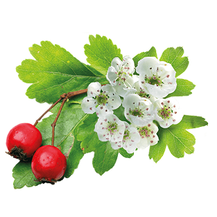 Extrait d’aubépine