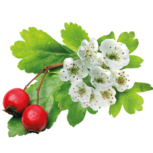 Extrait de Aubépine