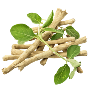 Extrait d’Ashwagandha