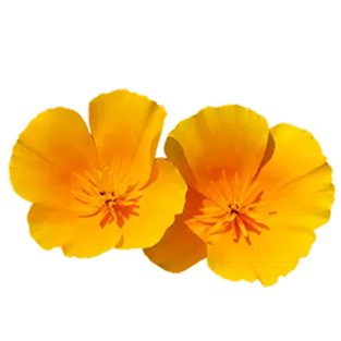 Extrait de Pavot de californie